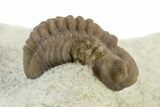 Juvenile Paciphacops Trilobite - Black Cat Mountain, Oklahoma #241434-3